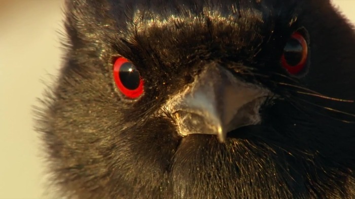 까마귀의 지능에 대한 고찰.jpg | 인스티즈