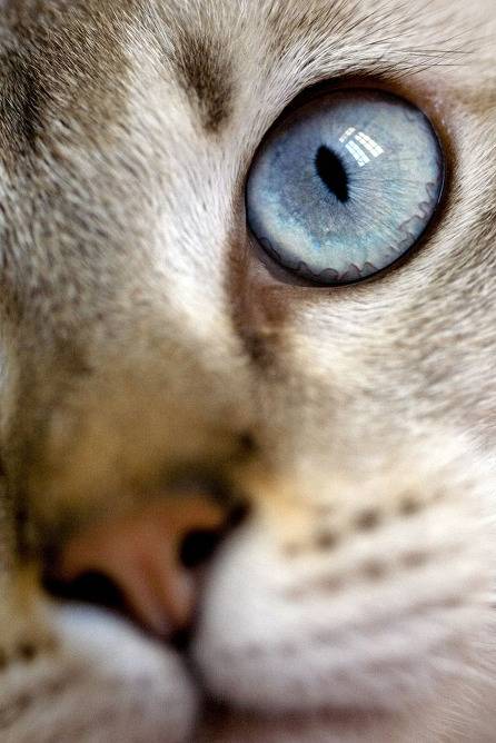 보석같은 눈을 가진 고양이들 | 인스티즈