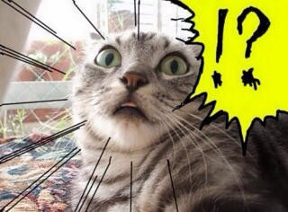 나는 생년월일이 98년 5월 10일이라 5월 9일 대선 투표 못해ㅠㅠㅠㅠ | 인스티즈