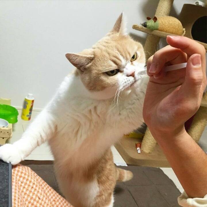 항상 화가나있는 고양이.jpg | 인스티즈