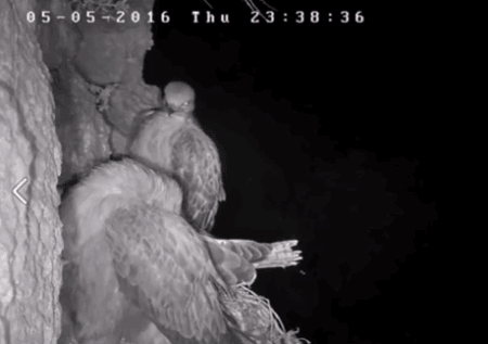 수리부엉이의 사냥.gif | 인스티즈