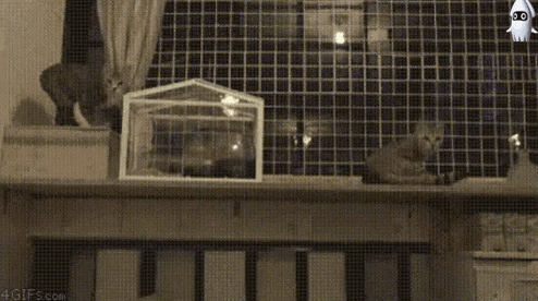 냥들아 저녁 먹자 ~ | 인스티즈