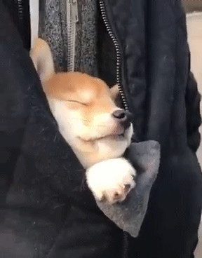 주인님 잠바 속에서 곤히 자는 댕댕이 mp4 표정 세상 편함ㅋㅋㅋ | 인스티즈