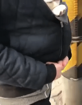 주인님 잠바 속에서 곤히 자는 댕댕이 mp4 표정 세상 편함ㅋㅋㅋ | 인스티즈