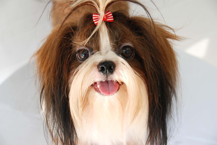 견종 이야기 - 시추 | 인스티즈