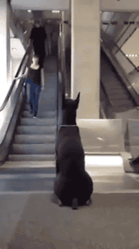 에스컬레이터 앞에서 주인 기다리는 개 | 인스티즈