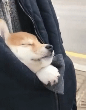 주인님 잠바 속에서 곤히 자는 댕댕이 mp4 표정 세상 편함ㅋㅋㅋ | 인스티즈