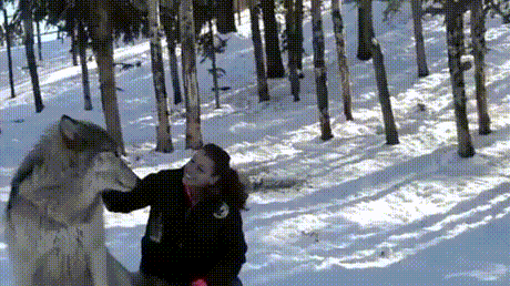 늑대와의 교감.gif | 인스티즈