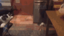 포기를 모르는 불꽃 고양이.GIF | 인스티즈