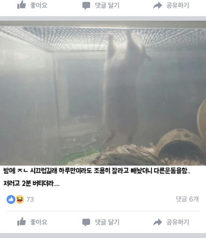 지나치게 강해진 햄스터.jpg | 인스티즈