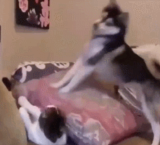 전날 만취한 친구 깨울때.gif | 인스티즈