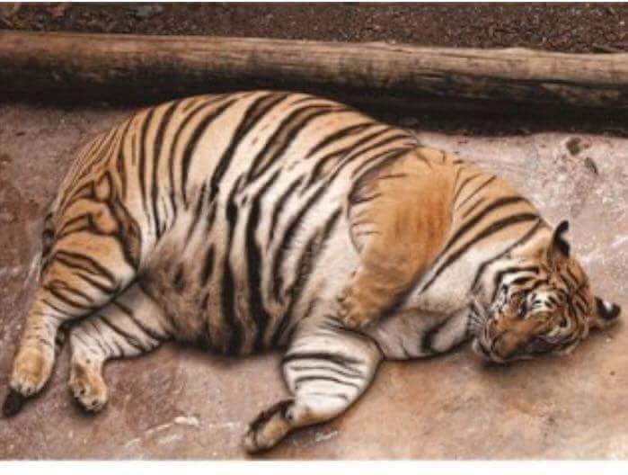 맨손으로 싸우면 진다 vs 이긴다 | 인스티즈