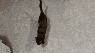 고양이를 손쉽게 잡는법 | 인스티즈