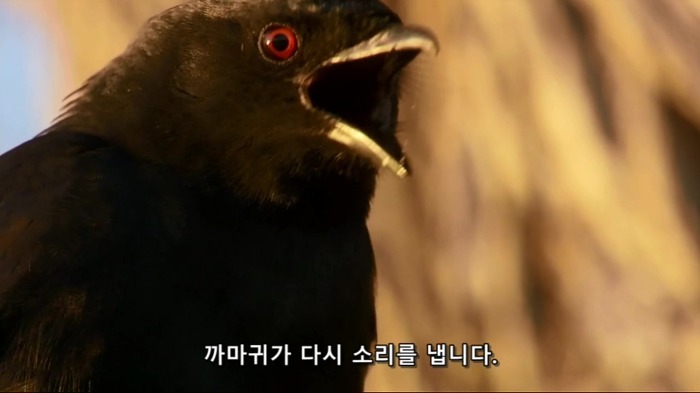 까마귀의 지능에 대한 고찰.jpg | 인스티즈