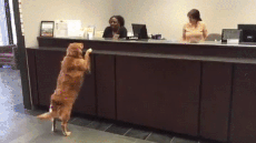 미국 동사무소 개진상 | 인스티즈