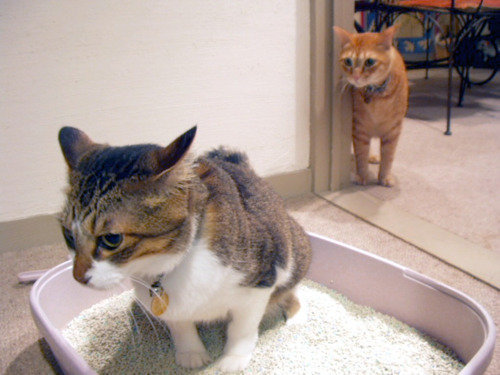 감시당하는 기분이다냥 | 인스티즈