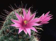 선인장 꽃 | 인스티즈