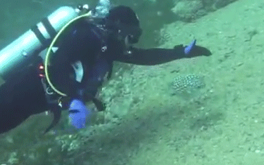 화가 난 복어 | 인스티즈