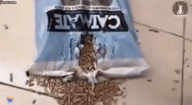 정직한 고양이들 | 인스티즈