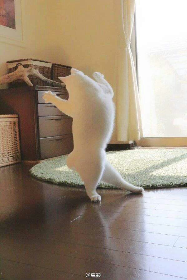 우리집 고양이가 이상해요 | 인스티즈