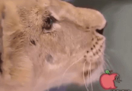 아기 공격하는 사자.. 방송사고 | 인스티즈