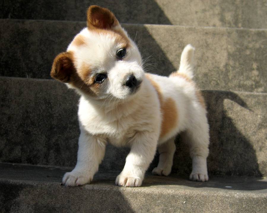 갸우뚱거리는 멍뭉이들 | 인스티즈