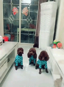 강아지 앞에서 죽은 척을 해보았다.gif | 인스티즈