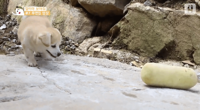 4 - 짱절미 무편집 영상.gif | 인스티즈