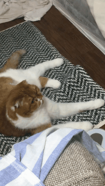 별풍쏘는 고양이 (feat. 밴쯔참치먹방) | 인스티즈