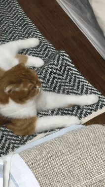 별풍쏘는 고양이 (feat. 밴쯔참치먹방) | 인스티즈