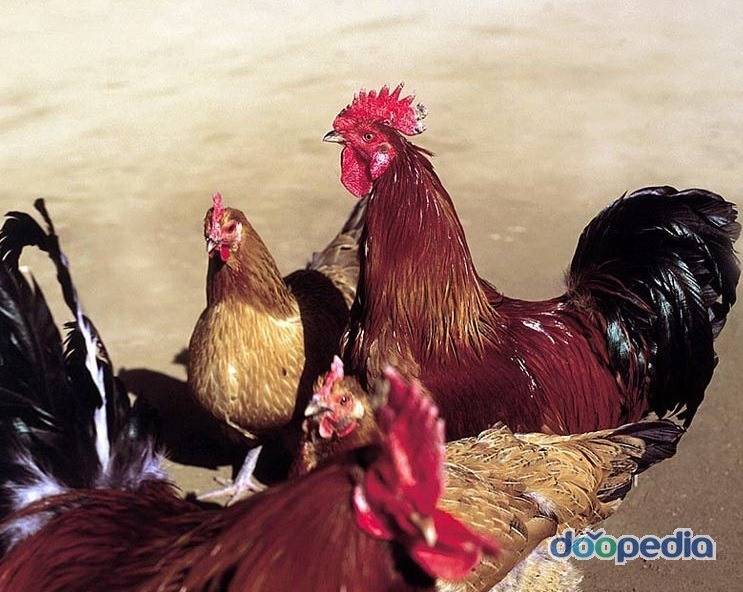 개 vs 닭 전세계 인지도 대결 | 인스티즈