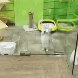 신내림 받은 고양이 | 인스티즈