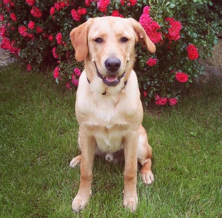 율리안 바이글의 애완견 | 인스티즈