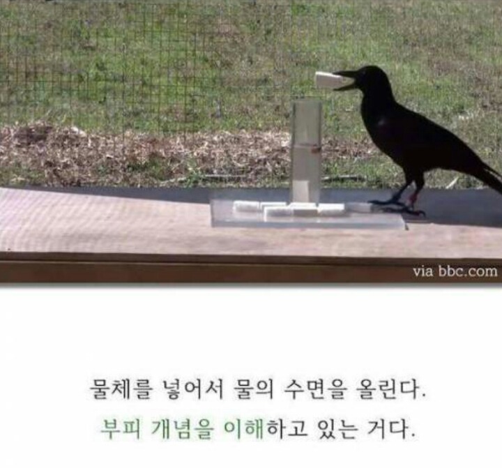 까마귀의 지능에 대한 고찰.jpg | 인스티즈