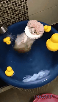 목욕중인 아기 고양이 | 인스티즈