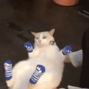 양말신은 고양이 | 인스티즈