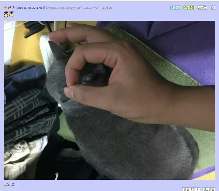 고양이앞에서 손가락 고리를 만들면.jpg | 인스티즈