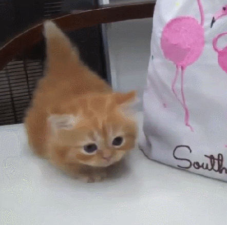 아장아장 냥이 | 인스티즈