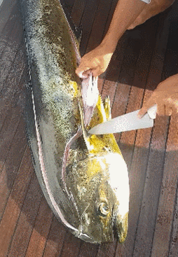 어느 야전인의 방생 | 인스티즈