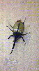 주인보고 애교 부리는 벌레.gif | 인스티즈