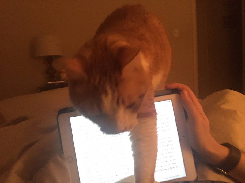 집사가 안놀아줘서 섭섭했던 고양이 | 인스티즈