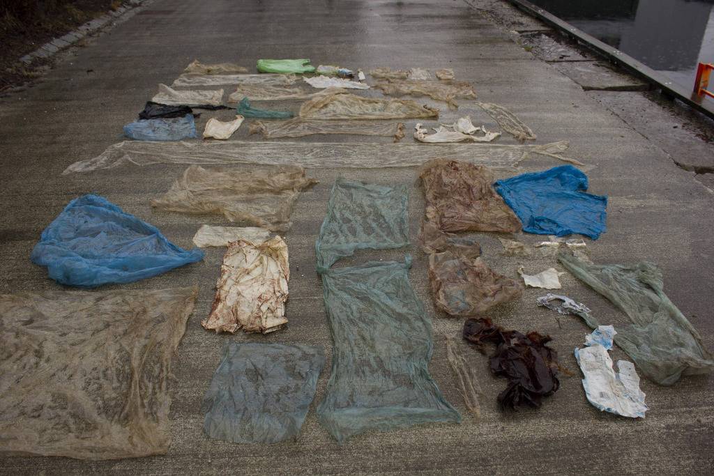 민 부리 고래 사체 위에서 나온것들 | 인스티즈