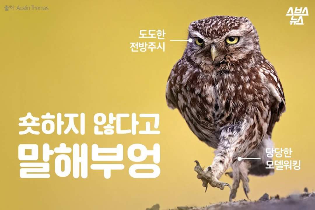숏하지 않다고 말해부엉 | 인스티즈