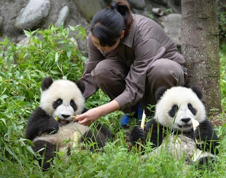 중국 판다 유치원 개학식 | 인스티즈