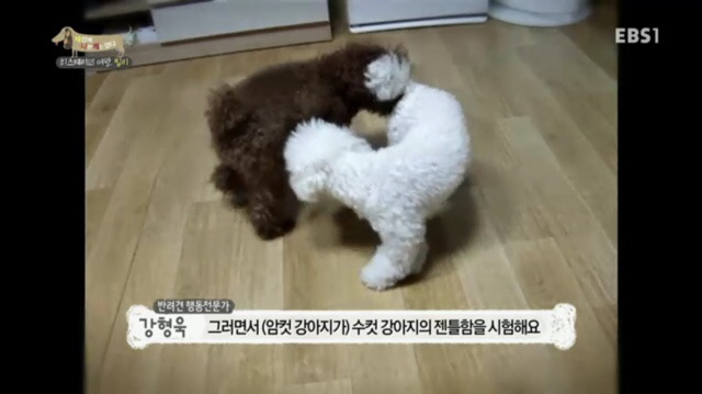 교배 업체에 보낸 후 사나워진 강아지 릴리 | 인스티즈