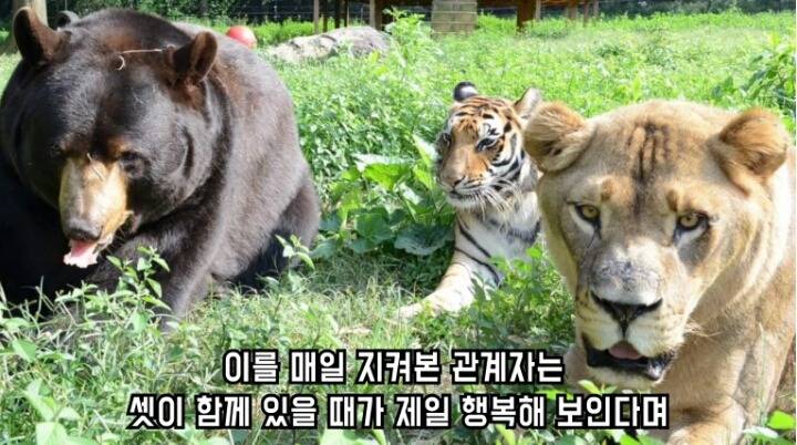 곰 사자 호랑이의 우정 | 인스티즈