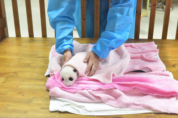 중국 판다 유치원 개학식 | 인스티즈