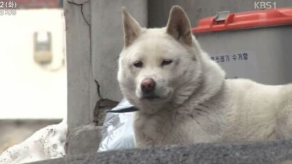 개를 무서워하는 콩고동생 | 인스티즈