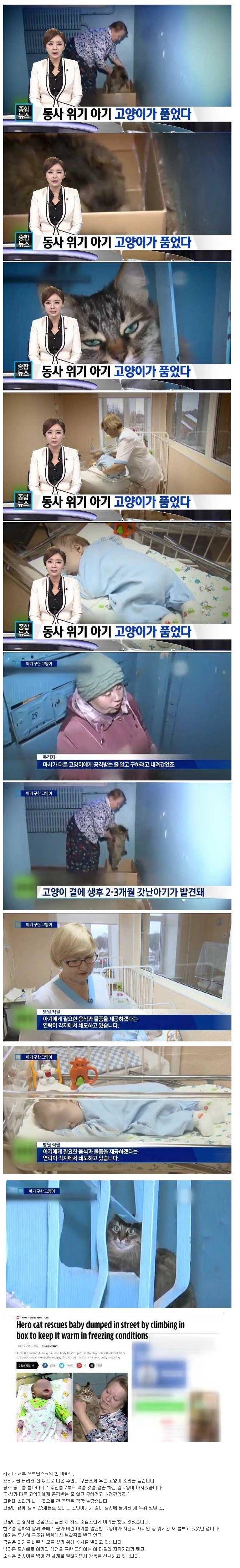 아기를 살린 고양이 | 인스티즈