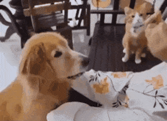 옆에서 개 따라하는 고냥이.gif | 인스티즈